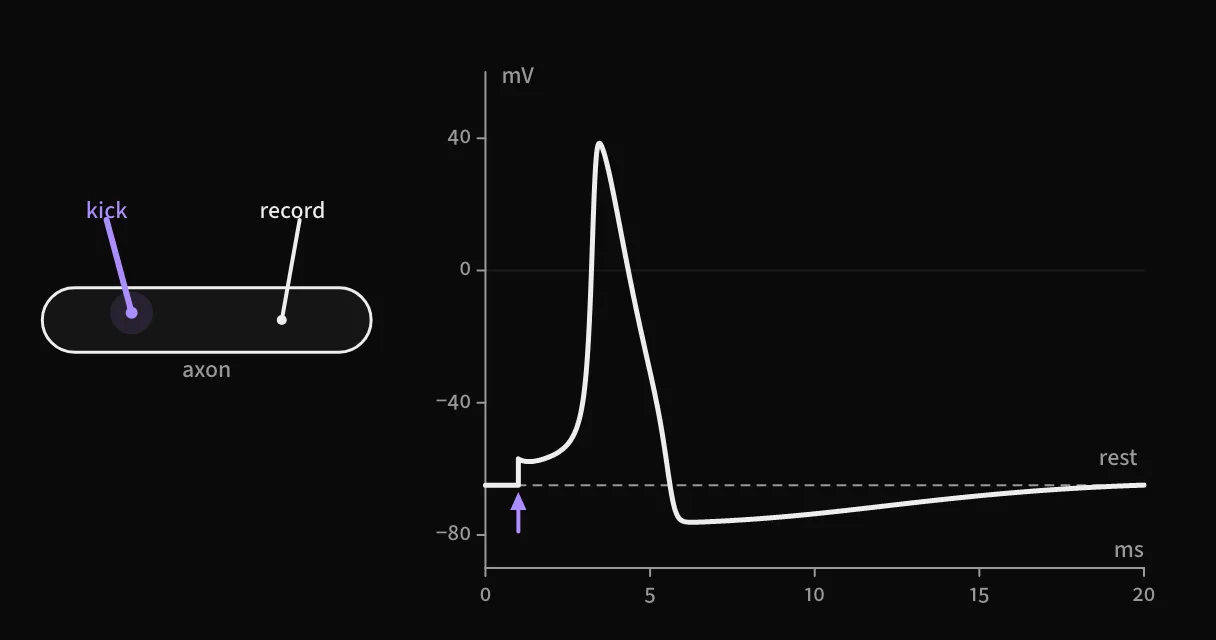 A neuron's spike, simulated from its ion currents.