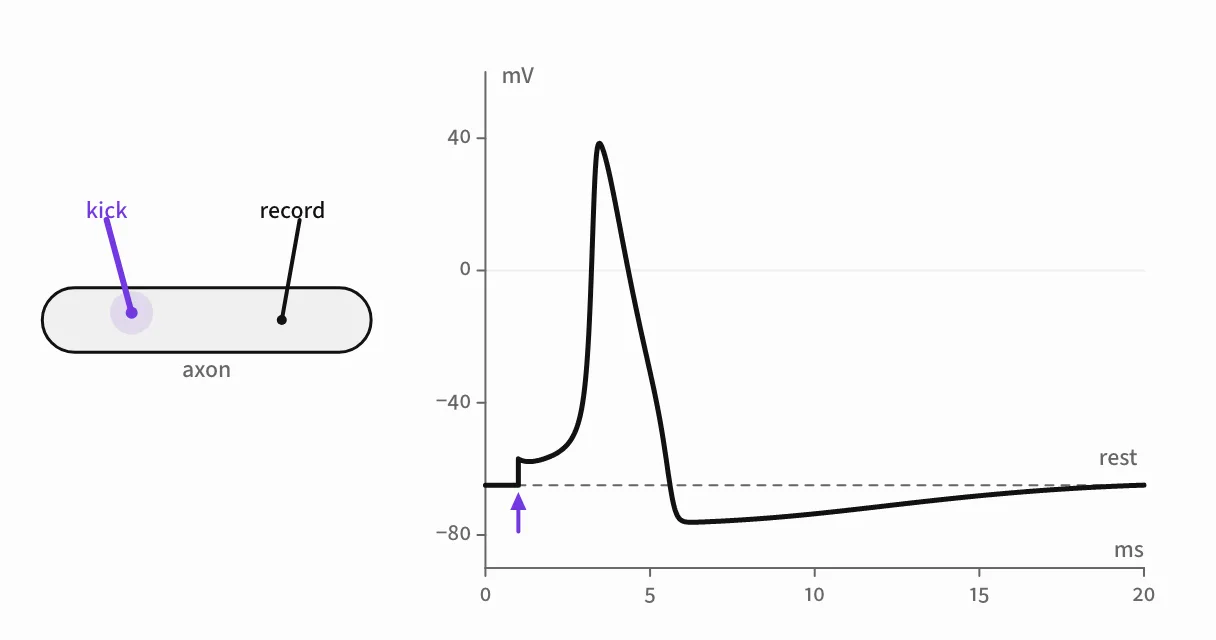 A neuron's spike, simulated from its ion currents.